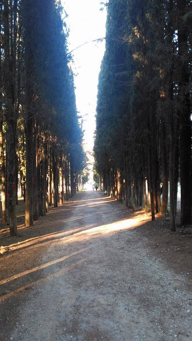 Δασόκτημα Τατοΐου 20