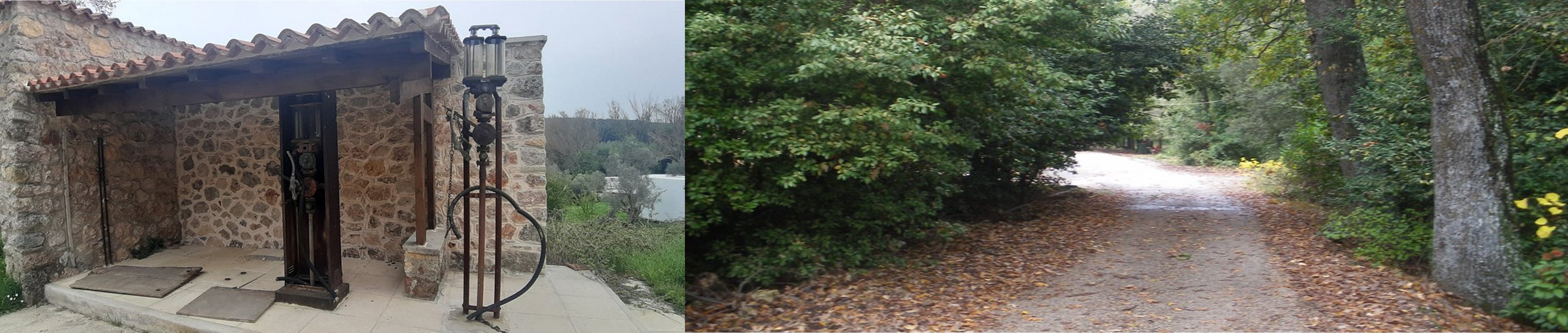 Δασόκτημα Τατοΐου 4