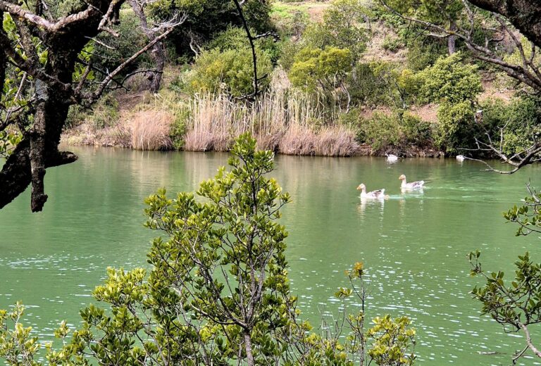 Λίμνη Μπελέτσι 7 768x520